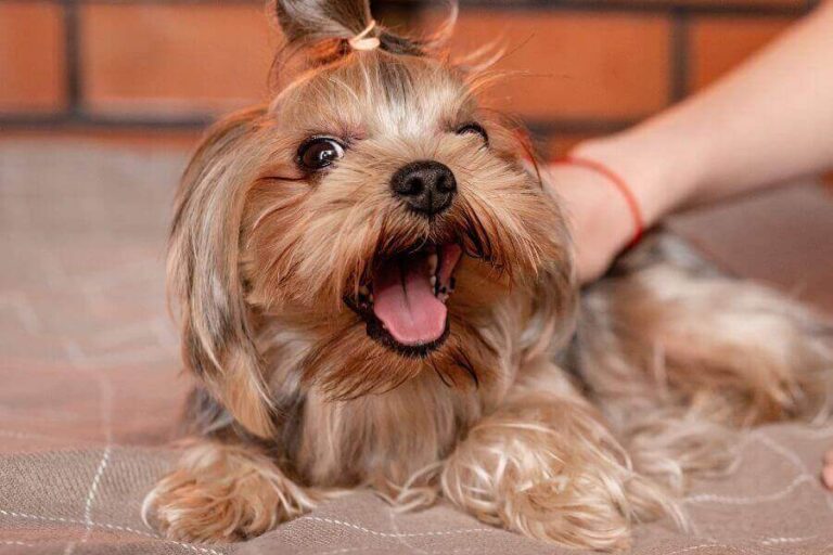 Do Yorkies Bark A Lot? (Why They Bark & How To Stop It) Misfit Animals