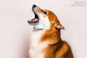 dog sneezing and coughing