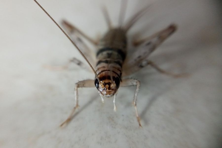 house cricket