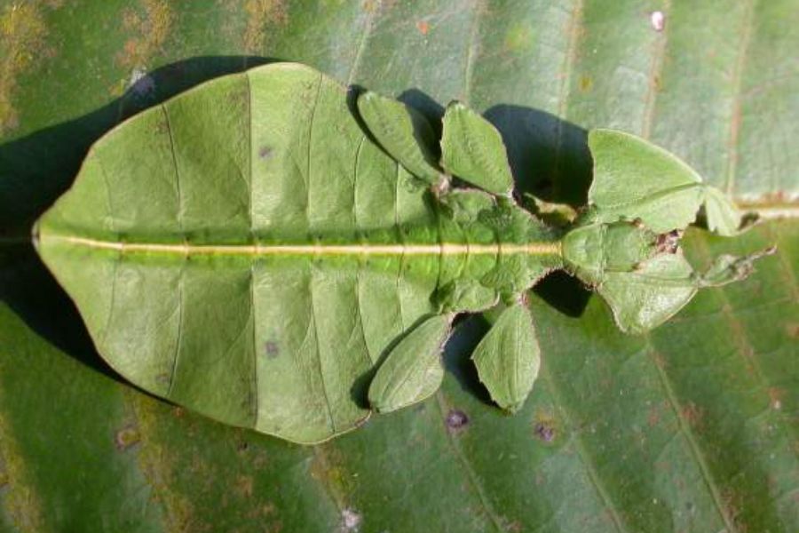 leaf insects