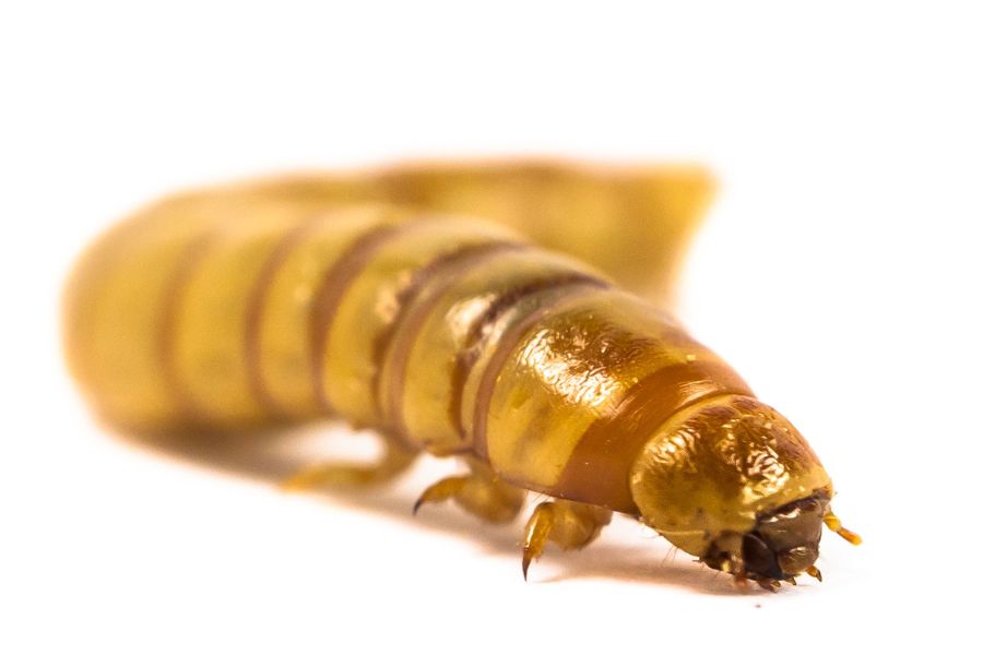 mealworms